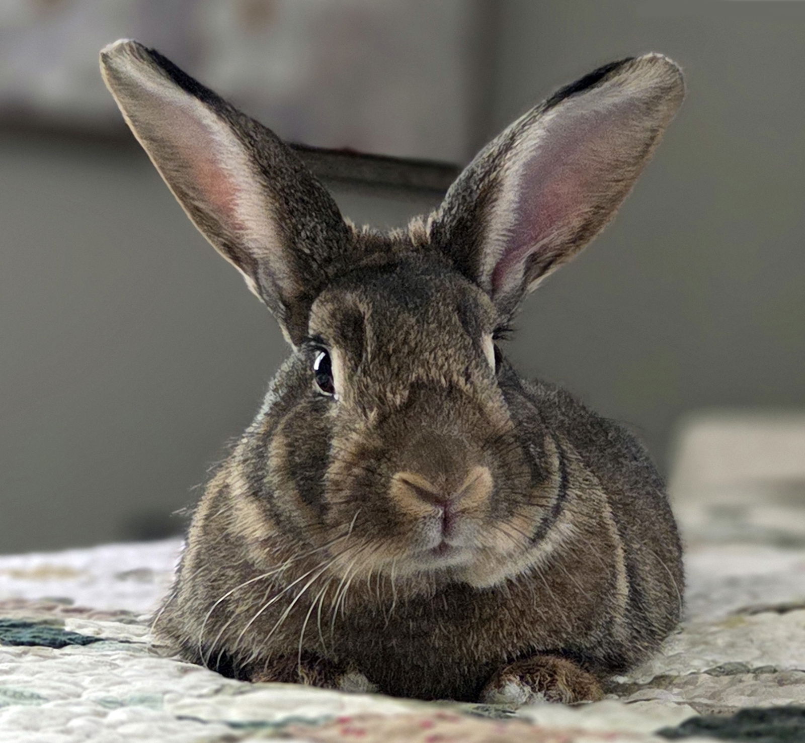 adoptable Rabbit in Lakeville, MN named Loretta