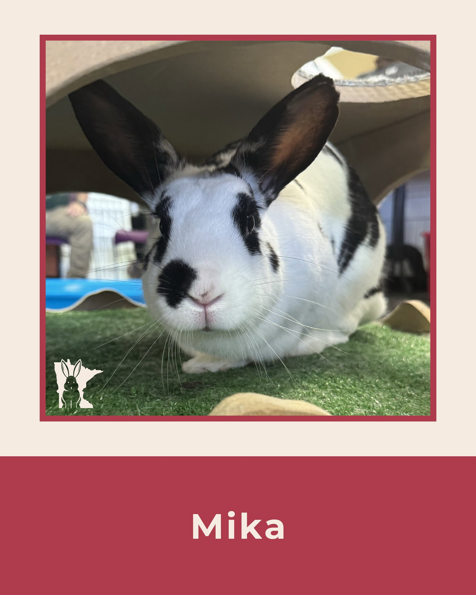 Mika, photo 3