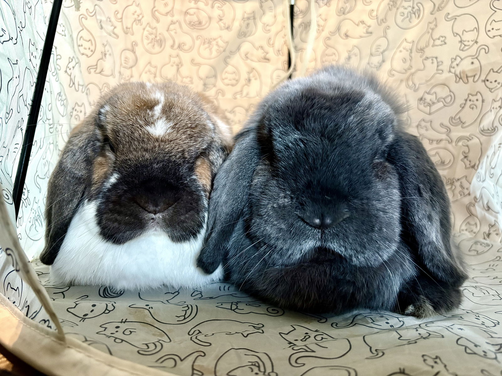 adoptable Rabbit in Lakeville, MN named Bugsy
