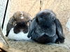 adoptable Rabbit in , MN named Bugsy