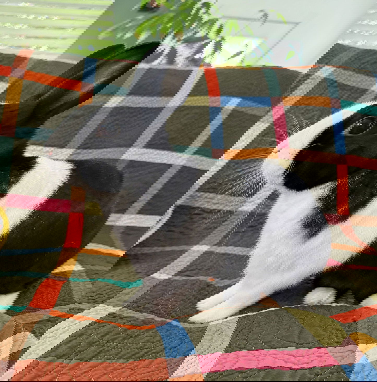 adoptable Rabbit in Lakeville, MN named Roscoe