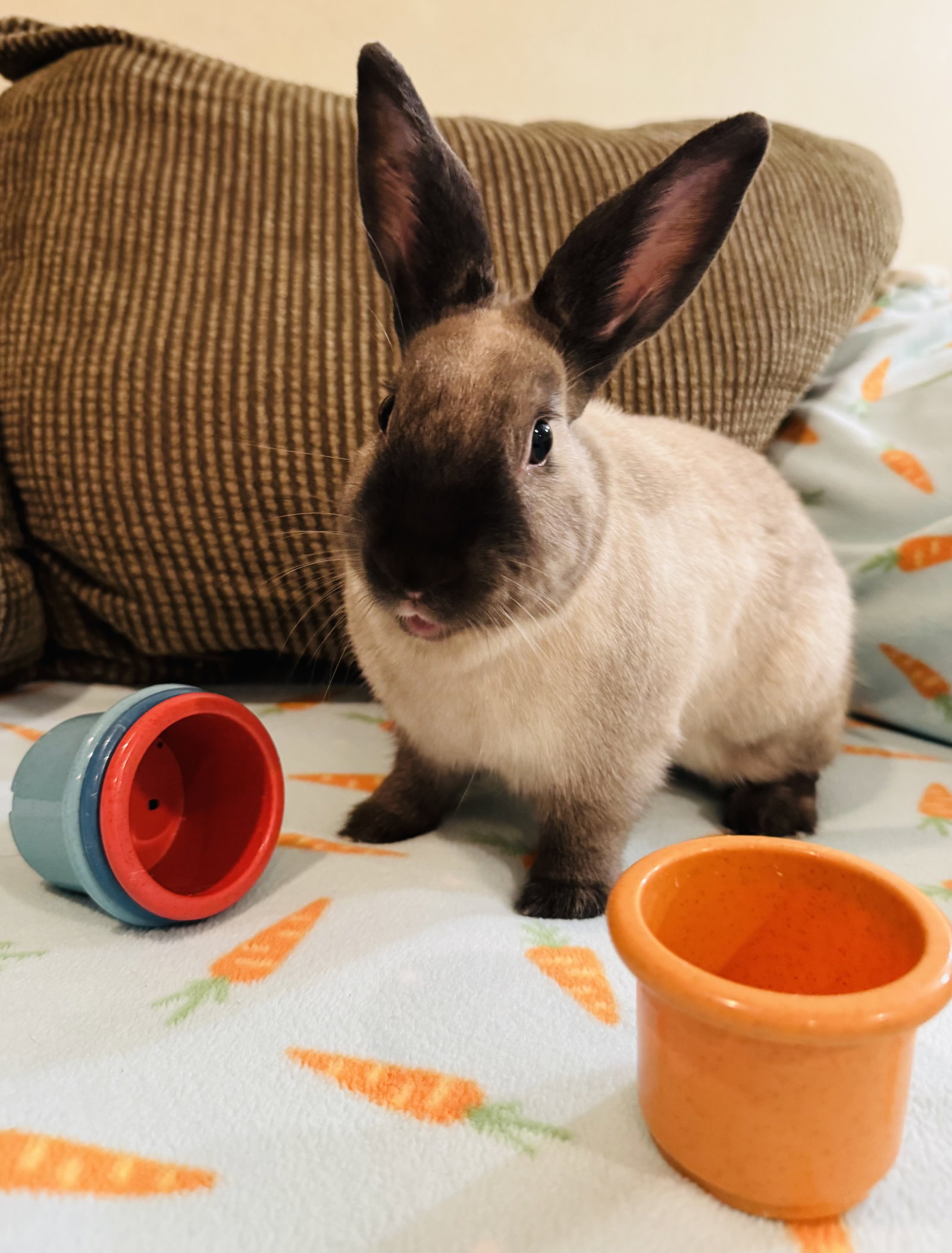 Oliver, photo 2