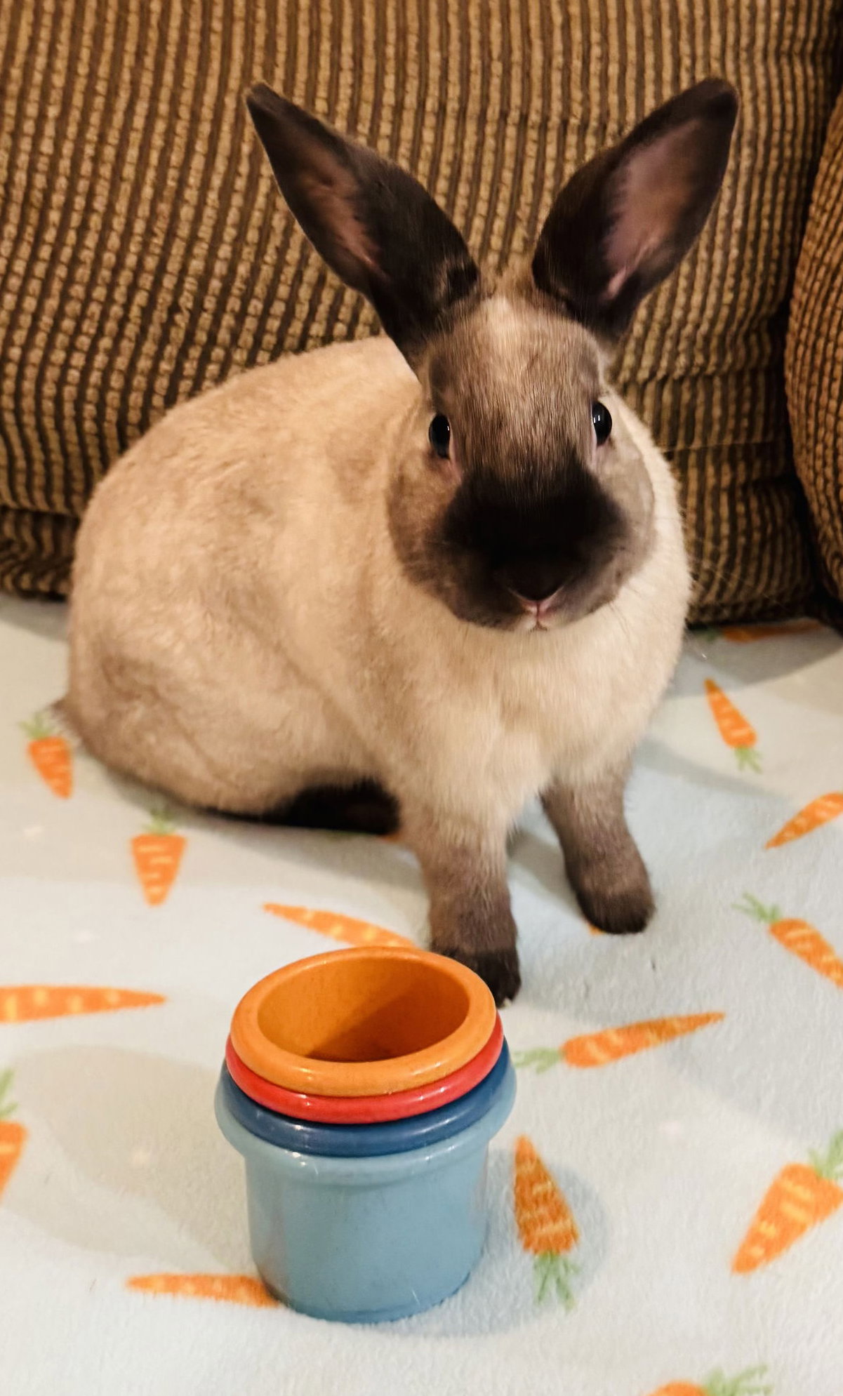Oliver, photo 4