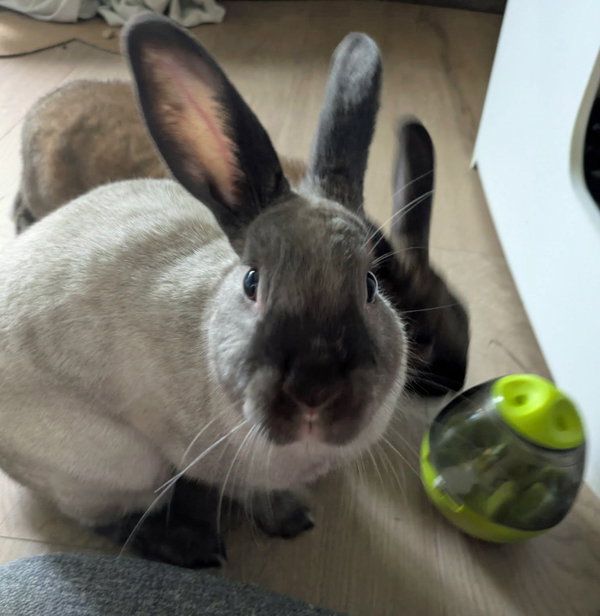 Oliver
