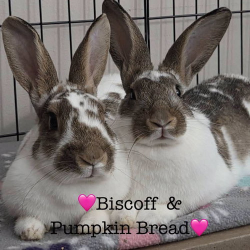Biscoff