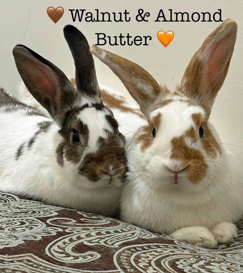 Almond Butter