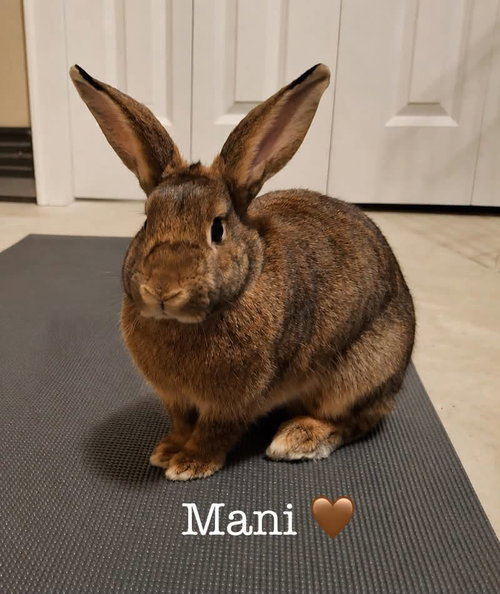 Mani