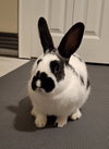 Kato