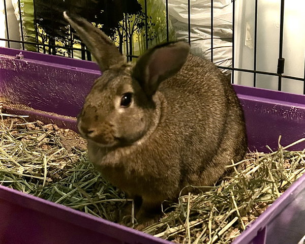 Raini