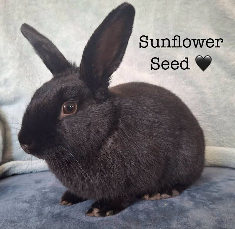 Sunflower Seed