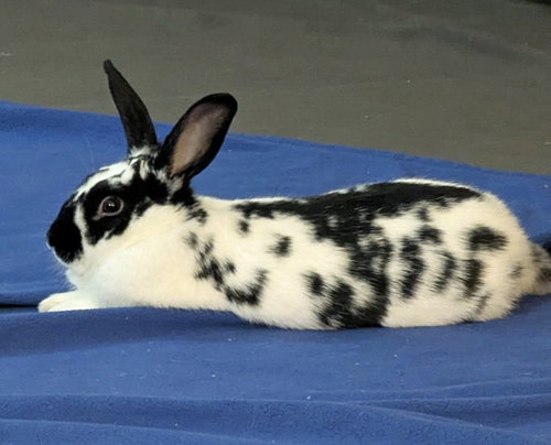 Photo 3 of Poppyseed