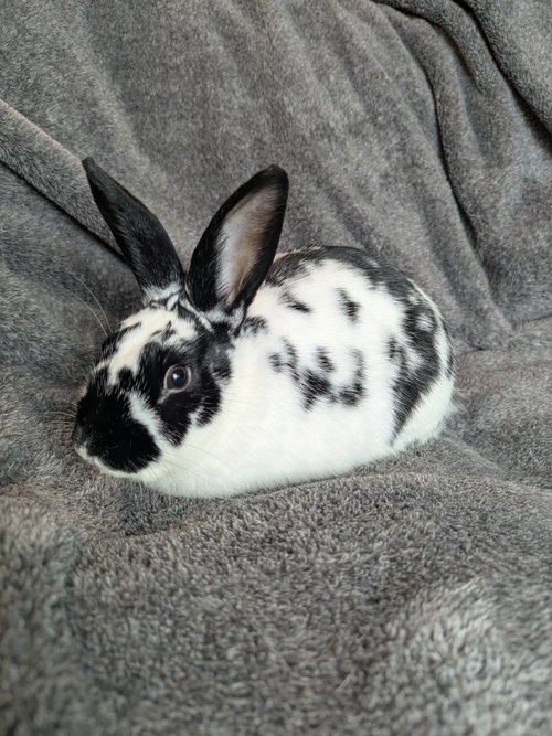 Photo 2 of Poppyseed