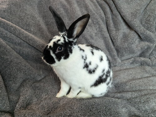 Poppyseed