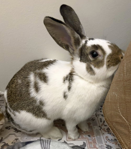 Photo 2 of Walnut