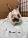 Hazelnut