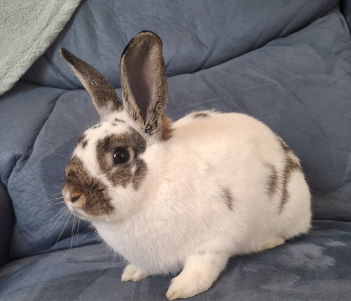 Photo 3 of Hazelnut