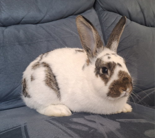Photo 4 of Hazelnut