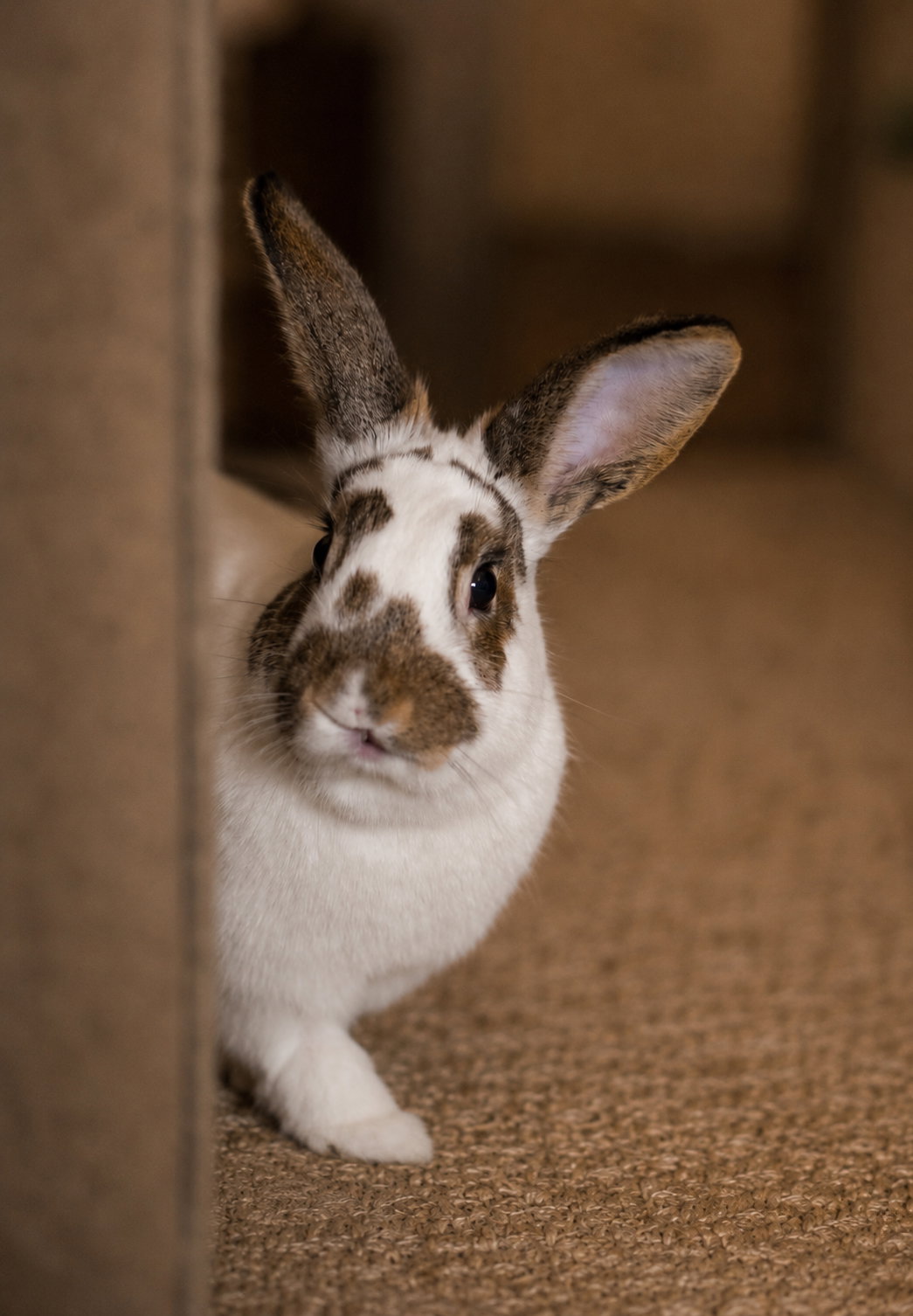 Pecan, photo 2