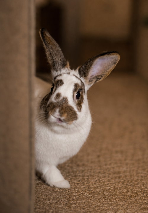Photo 2 of Pecan