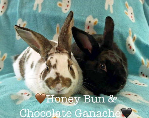 Chocolate Ganache, a rabbit for adoption from Rabbit Rescue of MN