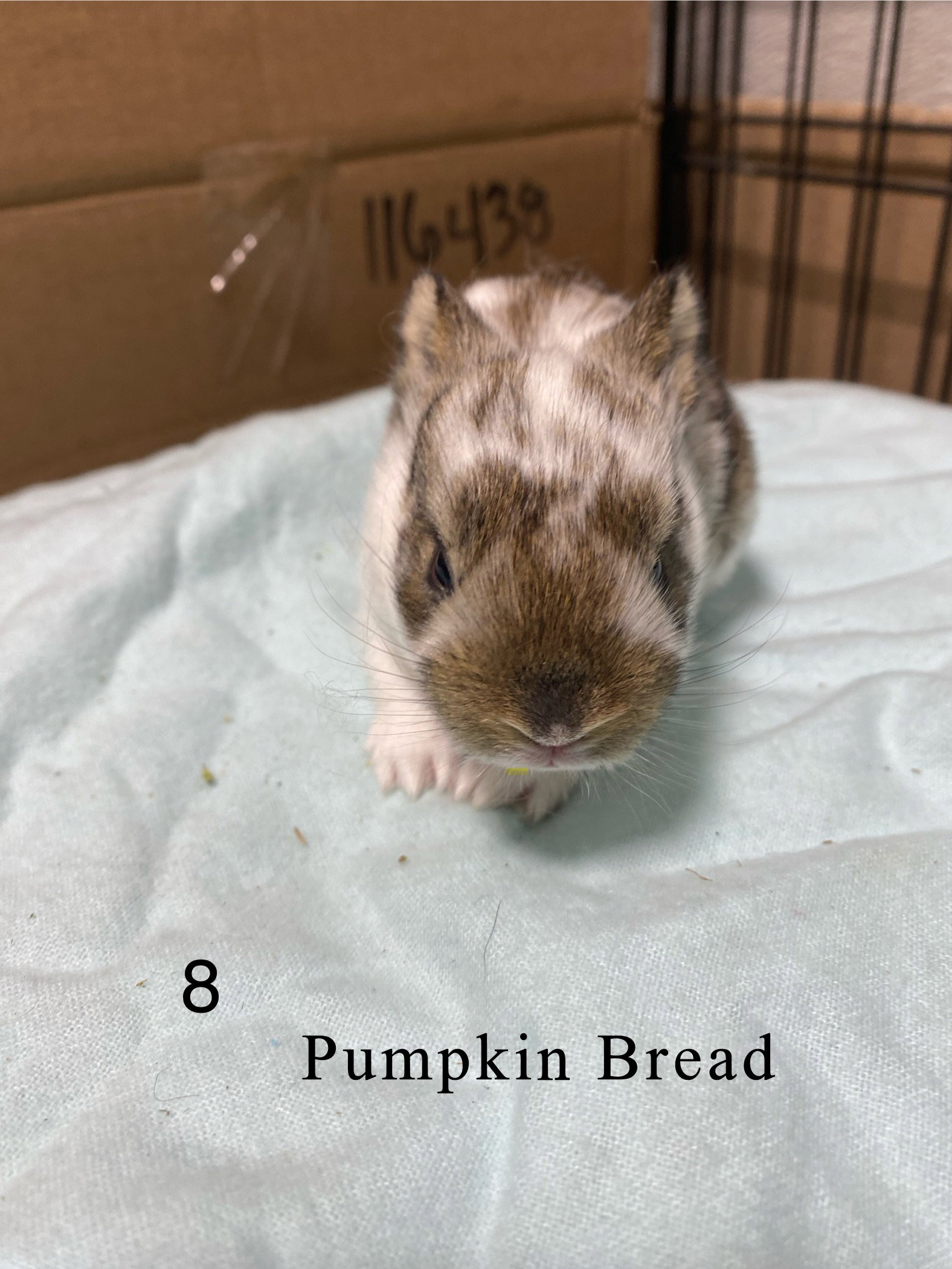 Pumpkin Bread, photo 9