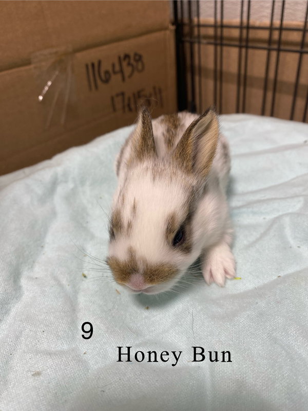 Honey Bun