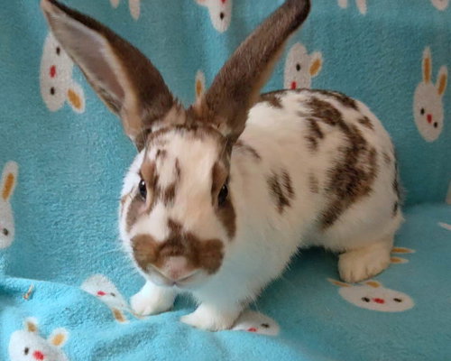 Photo 2 of Honey Bun