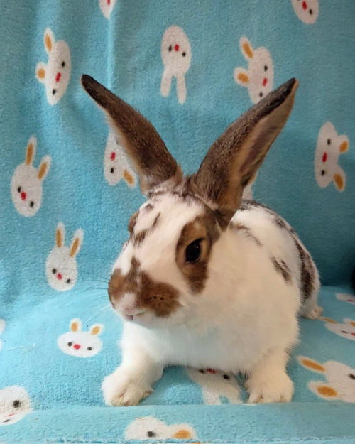 Photo 4 of Honey Bun
