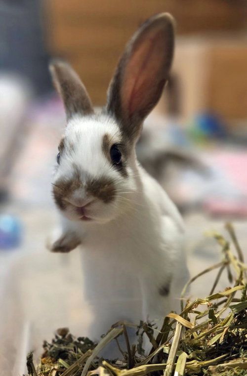 Photo 6 of Honey Bun