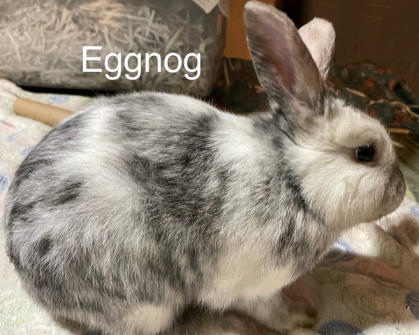 Eggnog