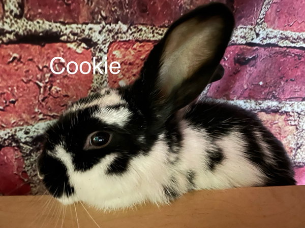 Cookie