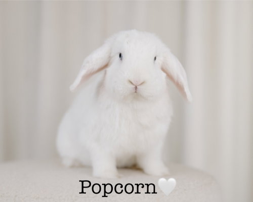 Popcorn