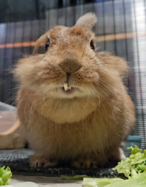 Ginger photo 7