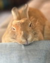 Ginger
