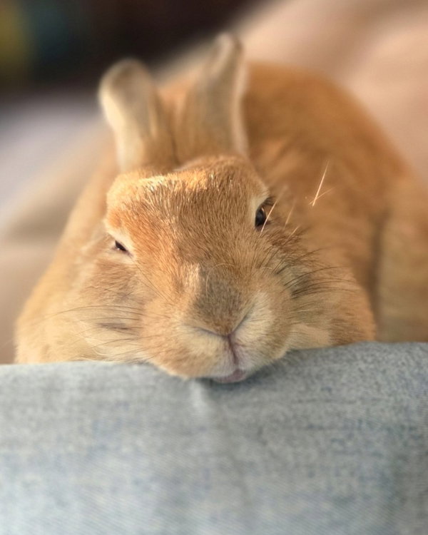 Ginger