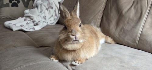 Ginger photo 5