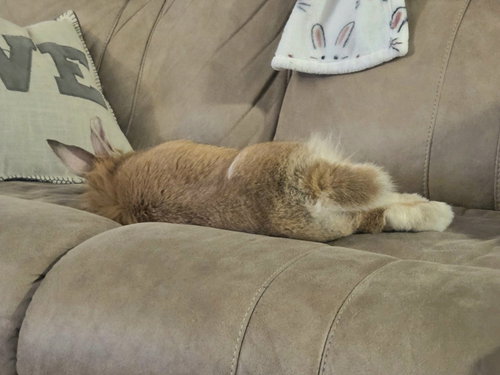 Ginger photo 4