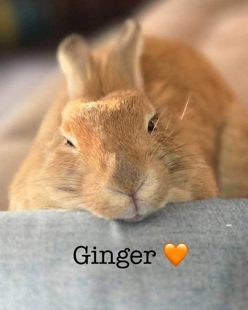 Ginger