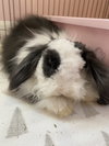 Eleanor, a Longhaired Rabbit