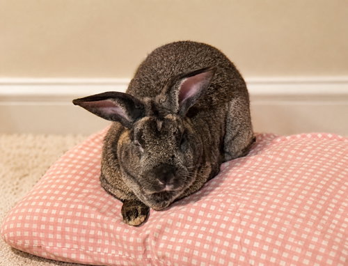 Photo 4 of Chestnut