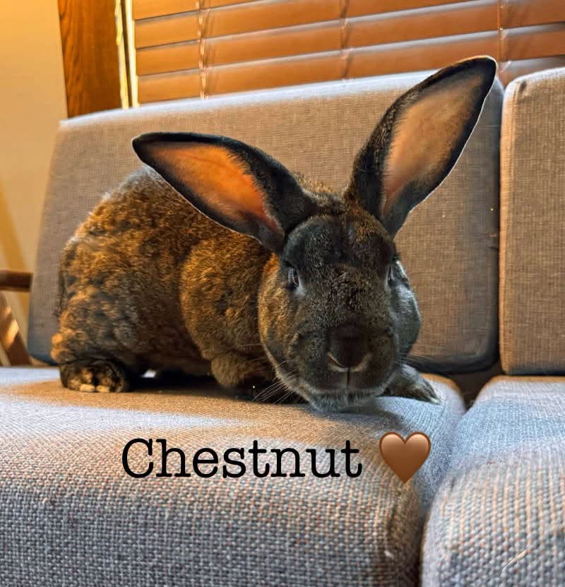 Chestnut