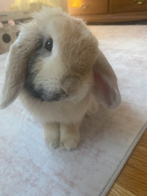 Bryce, a rabbit for adoption from Rabbit Rescue of MN