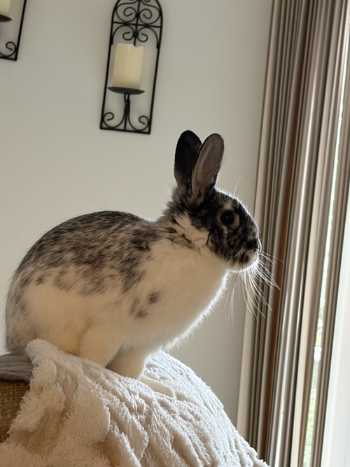 Photo 4 of Marigold