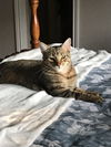 Dexter