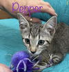 Pepper