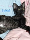 Eightball