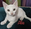 Allie