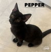 Pepper