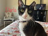 Darla