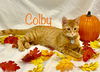 Colby